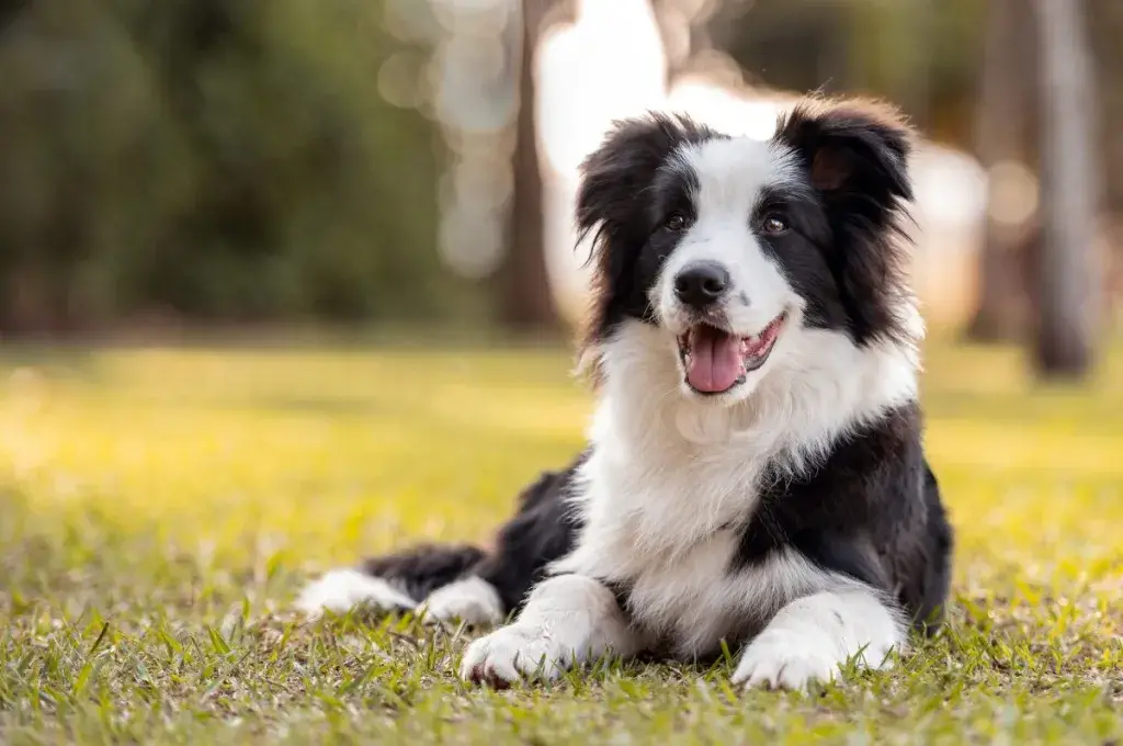 must ja valge border collie