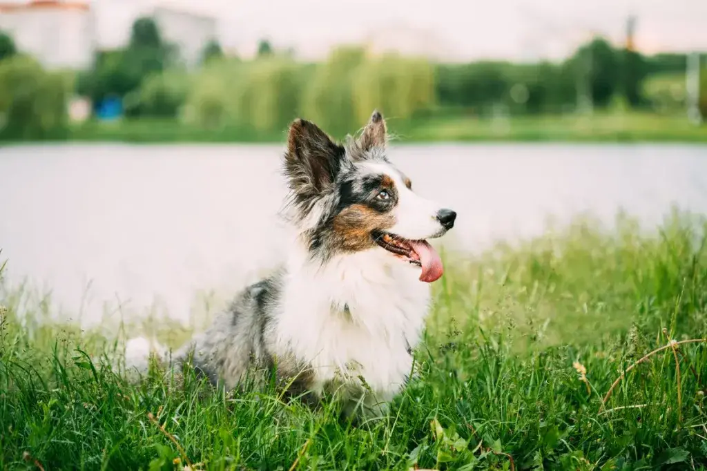 Blue Merle Cardigan Welsh Corgi naeratab