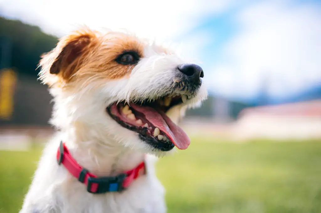 Jack Russelli terjer hingeldab