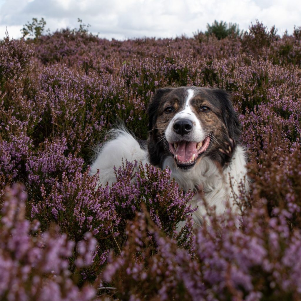 Tornjaka koer seisab lilleväljal