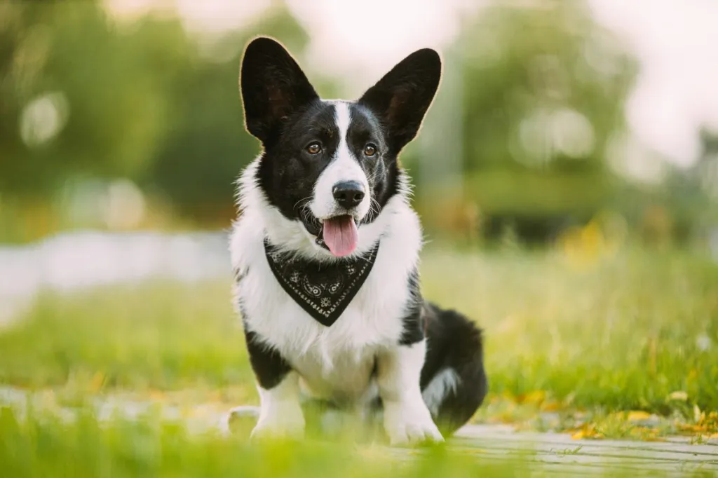 Naljakas kardigan Welsh Corgi