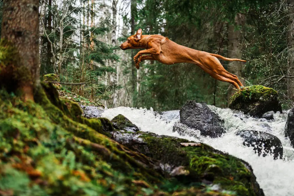 Rodeesia ridgebacki koer hüppab kõrgel kose kohal ühelt jõekaldalt teisele