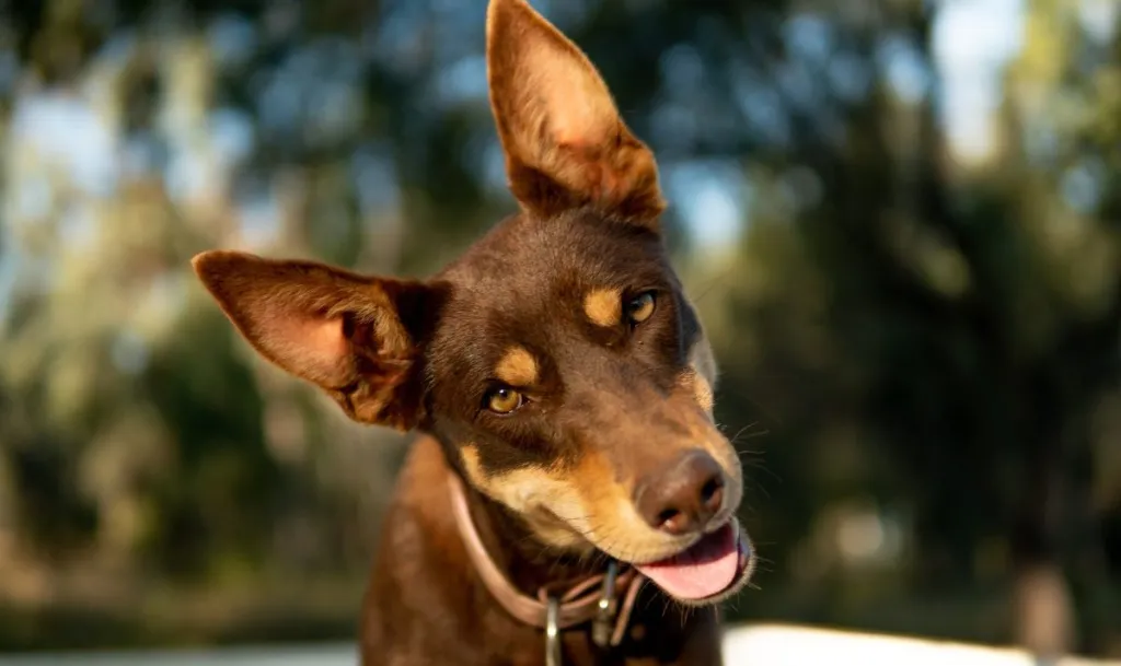 Töötav Kelpie portree