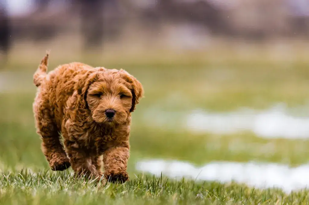 Aussiedoodle jalutab rohelisel väljal