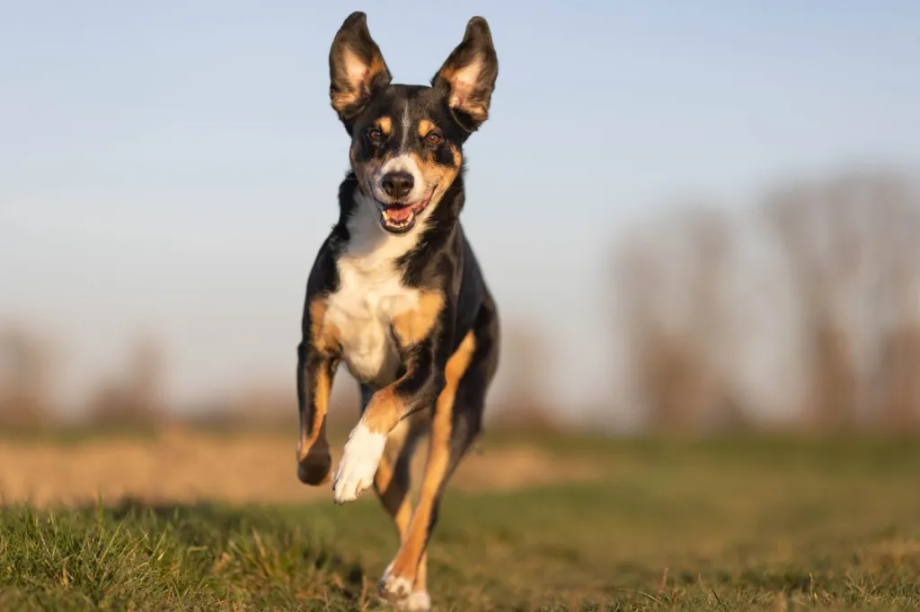 appenzeller sennenhund jooksmas