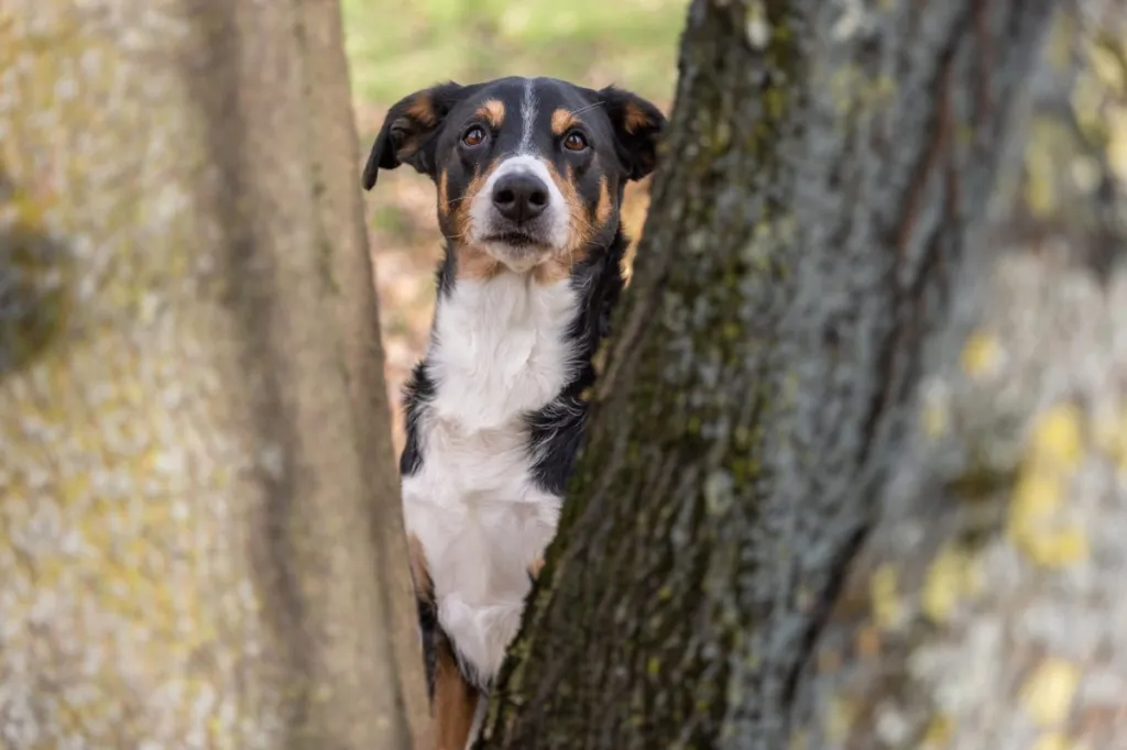 appenzeller sennenhund puu taga