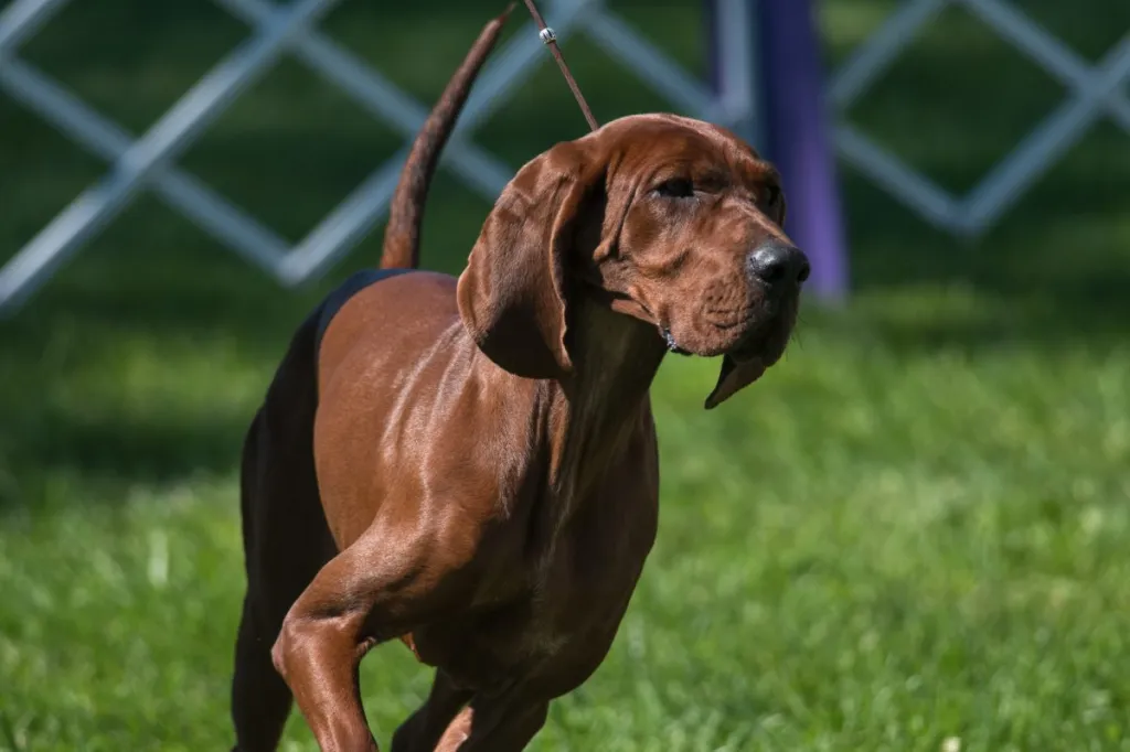 Redbone Coonhound võistleb