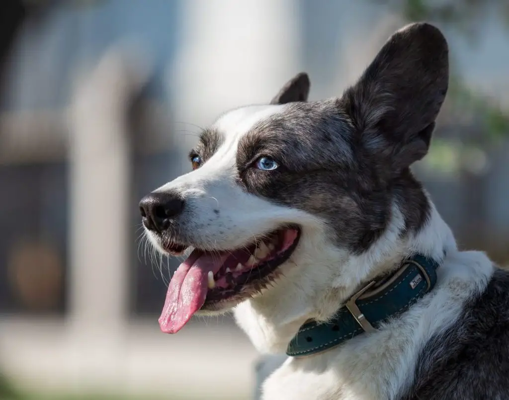 hall Welsh Corgi kardigan