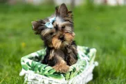 Yorkshire terjer Yorkie kutsikas korvis murul