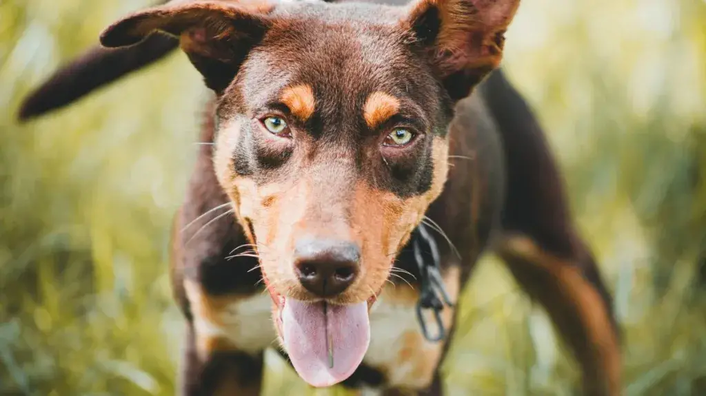 töötava kelpie portree