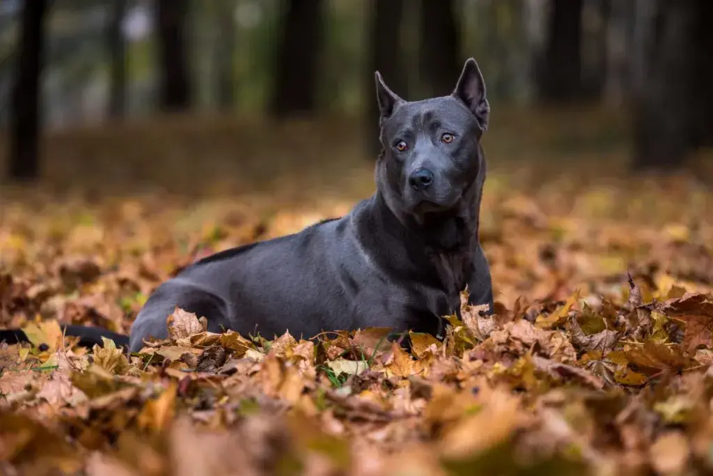 Tai ridgebacki koer lamab maas.