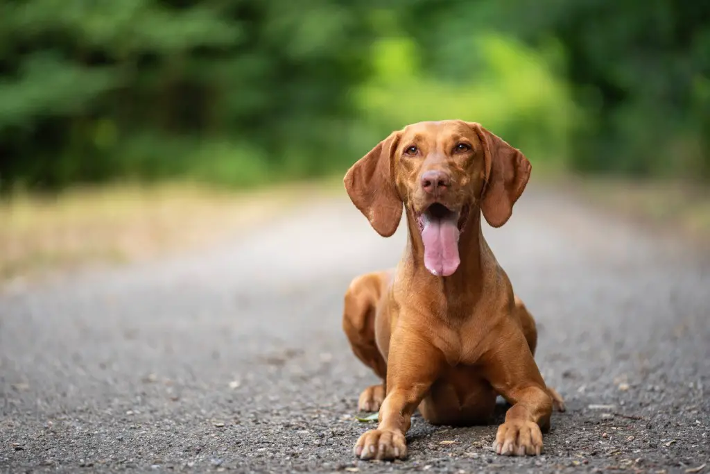 Maateel istuva vizsla portree