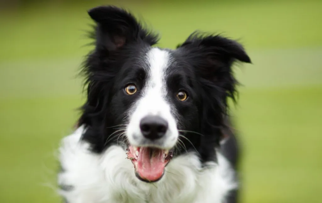 Bordercollie naeratab