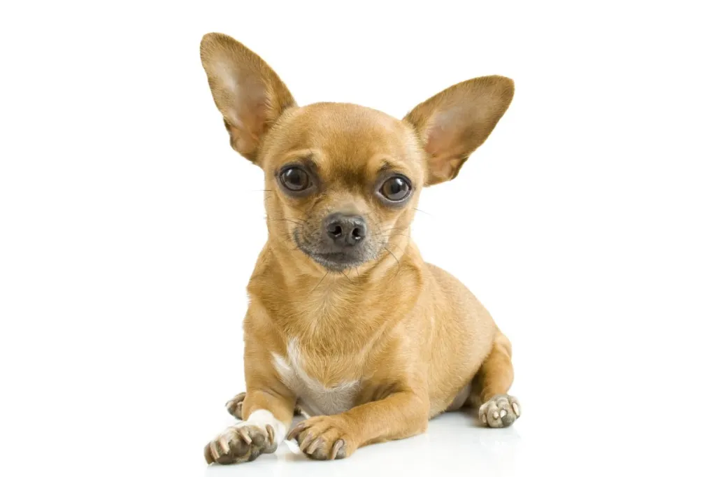 valge isoleeritud chihuahua