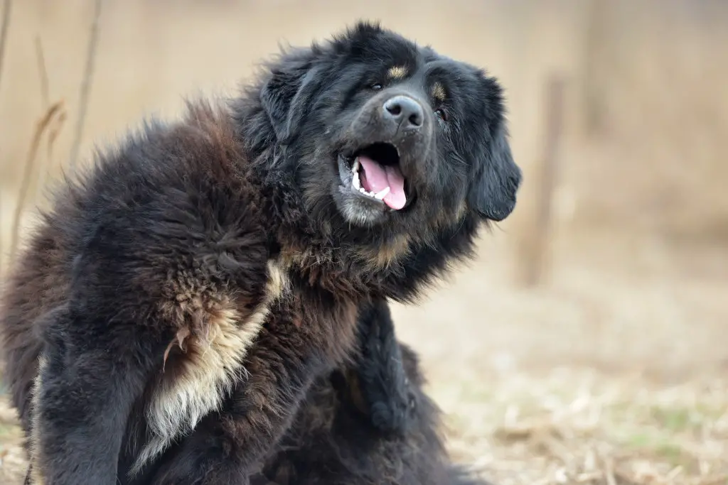Must tiibeti mastif sügab põllul kõrva.