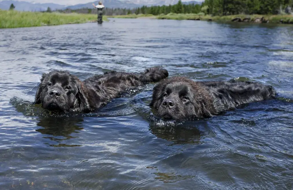 Newfoundlandid vees