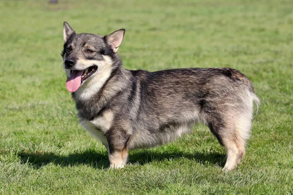 Tüüpilise Rootsi Vallhundi portree aias