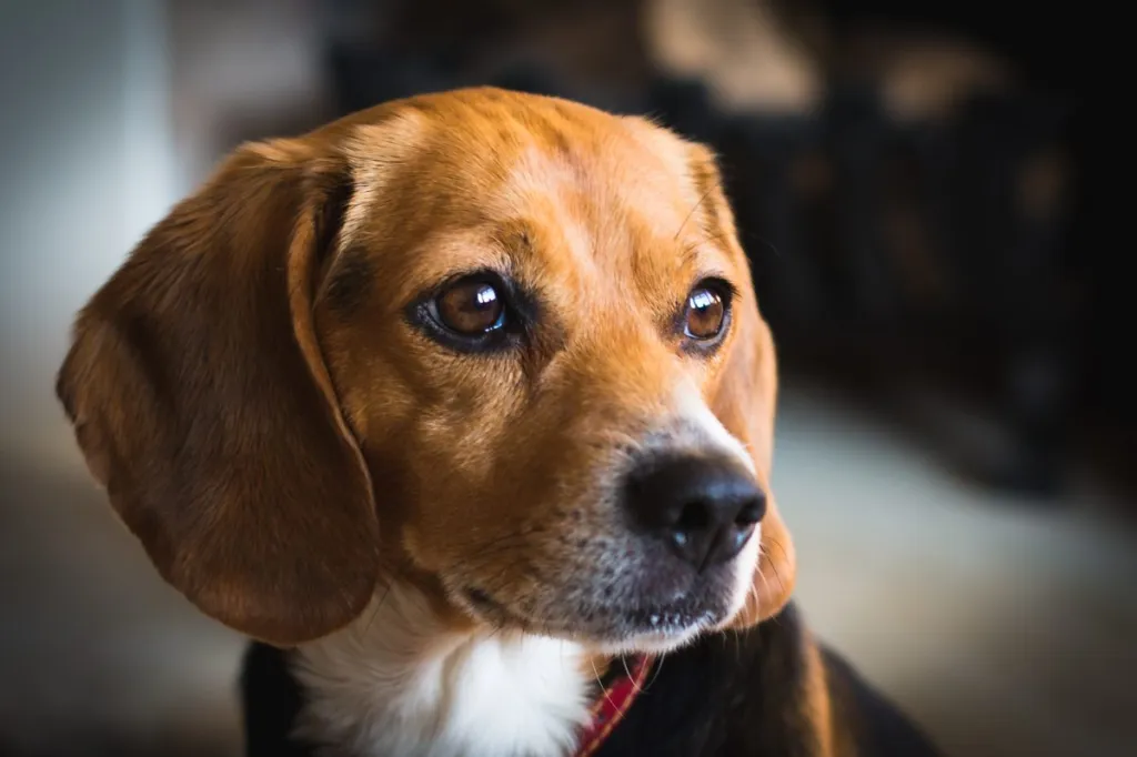 Lähivõte miniatuursest beagle'ist