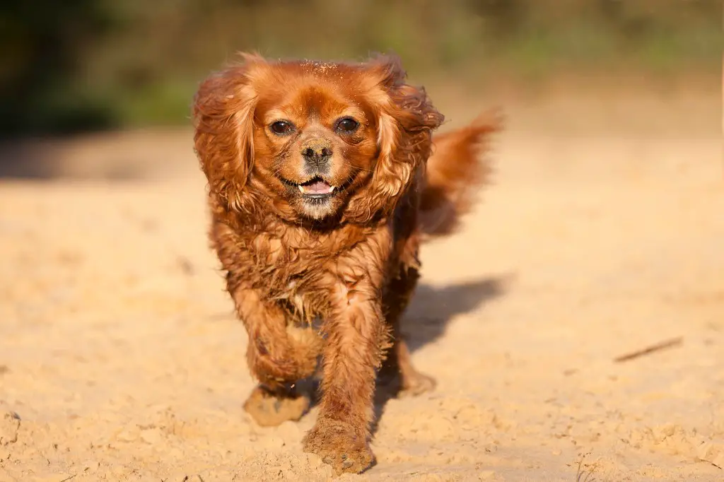 Cavalier King Charlesi spanjel jookseb