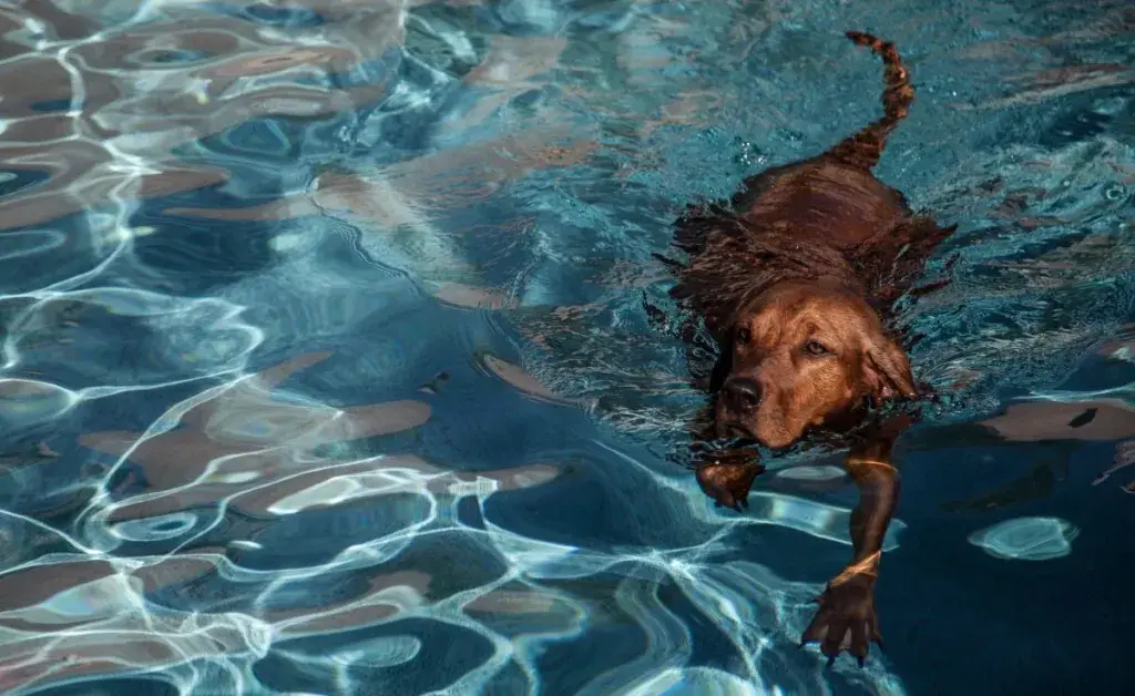 Redbone Coonhound koera ujumine