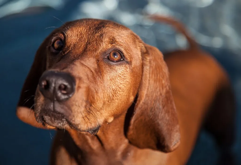 Redbone Coonhound vee ees.