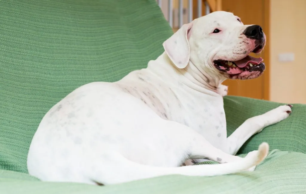 Dogo Argentino kodus