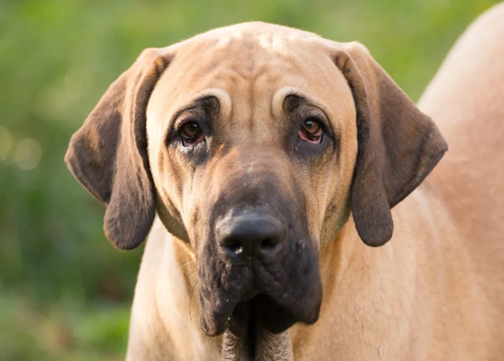 emane fila Brasileiro (Brasiilia mastif)