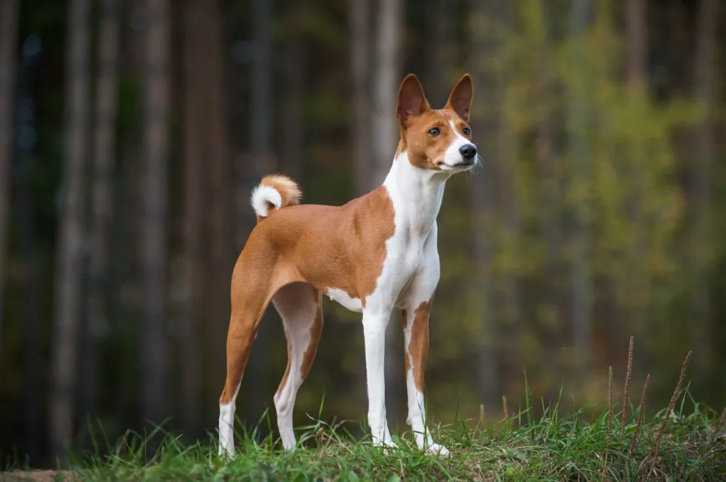 basenji koera poseerimine