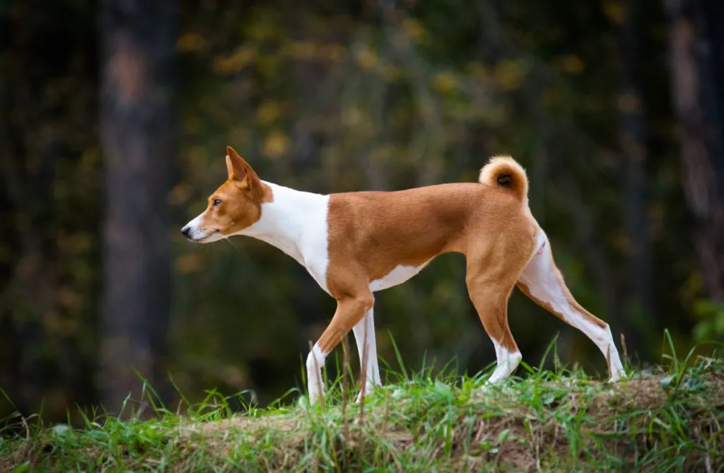 Noor basenji koera jalutamine