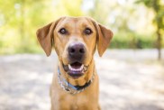 Labradori retriiveri koer "Fox Red" naeratab õues.