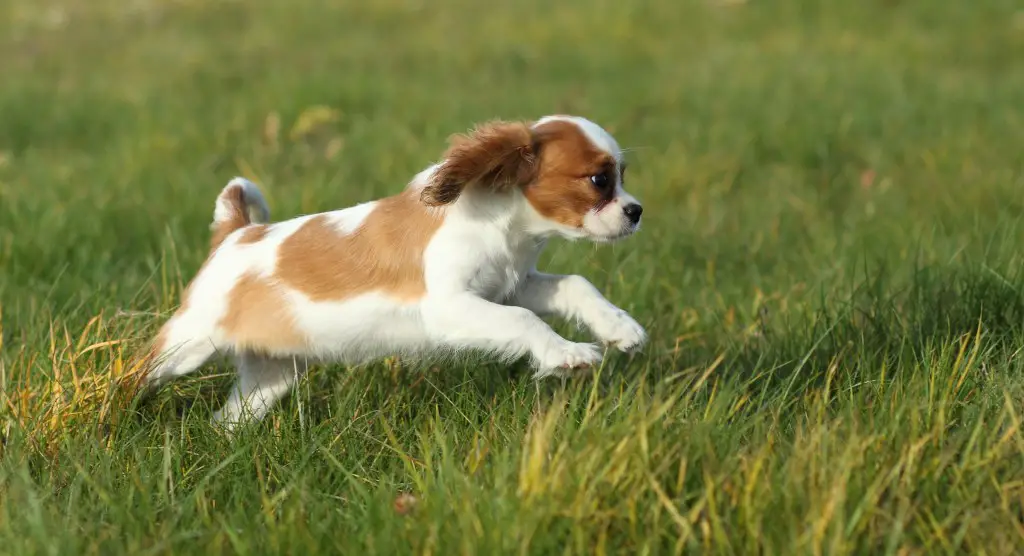 Cavalier King Charlesi spanjel jookseb