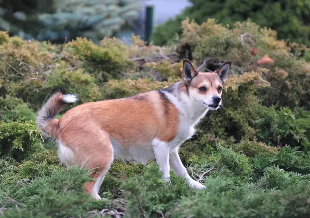 Norra Lundehund metsas