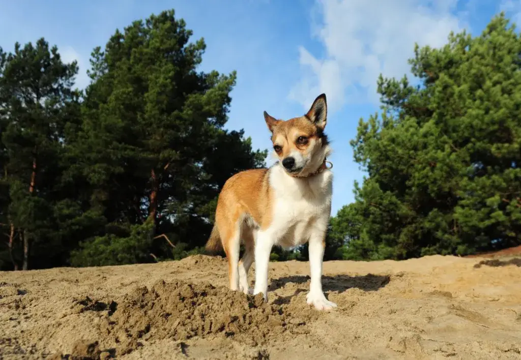 Norra Lundehund liivas