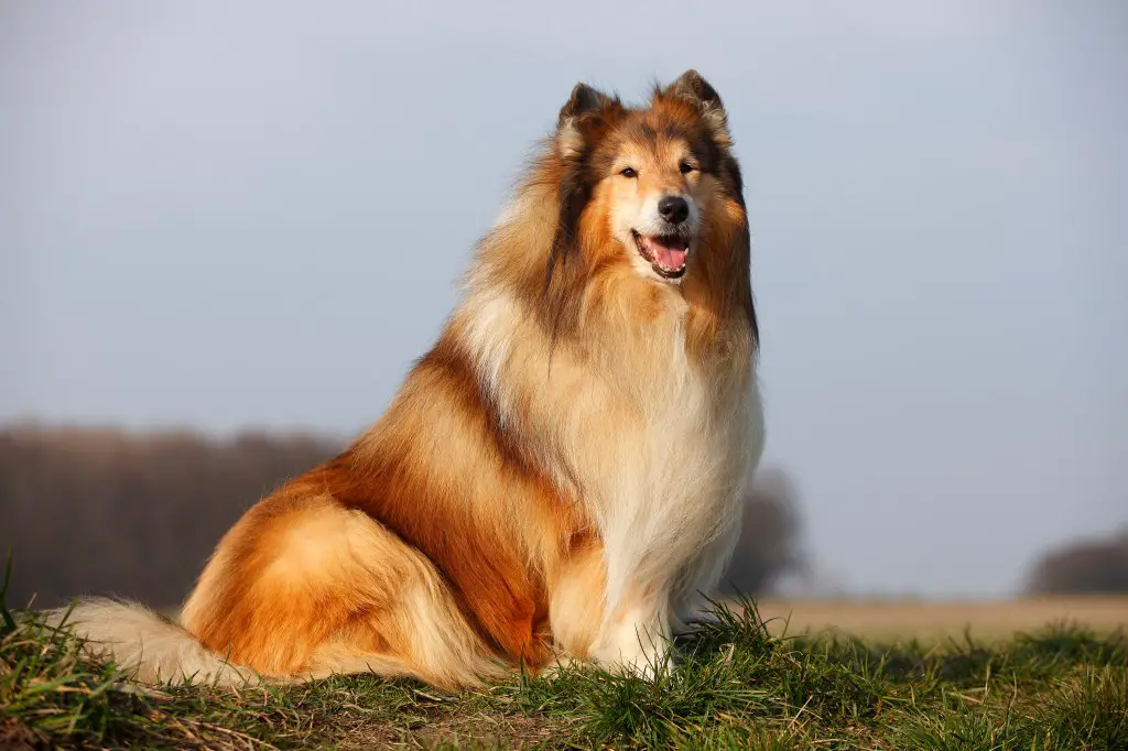 Collie istub