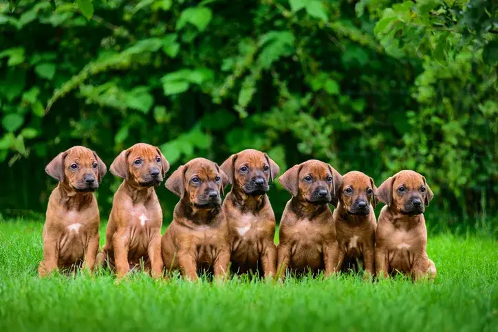 Pesakond seitsmest imearmsast 1,5-kuusest Rodeesia ridgebacki kutsikast, kes istuvad reas rohelisel murul