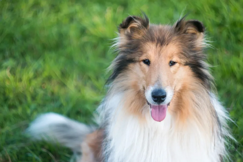 Rohu sees istuva kauni kareda collie portree.