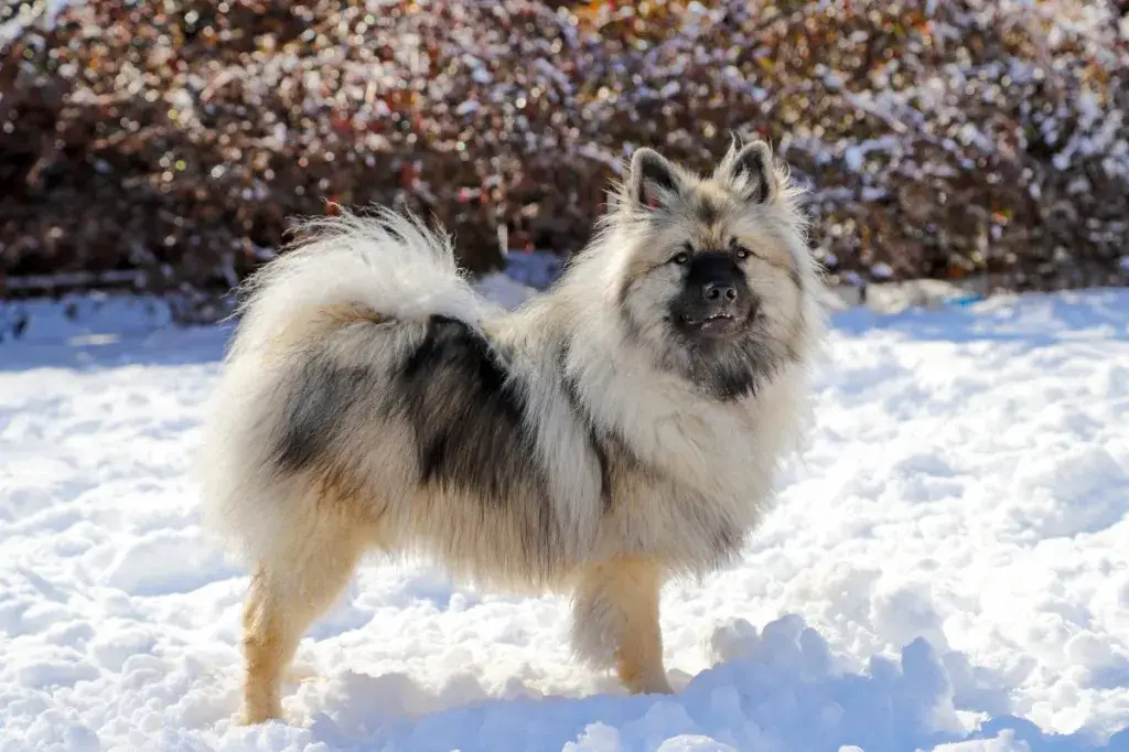 Ilus Keeshond