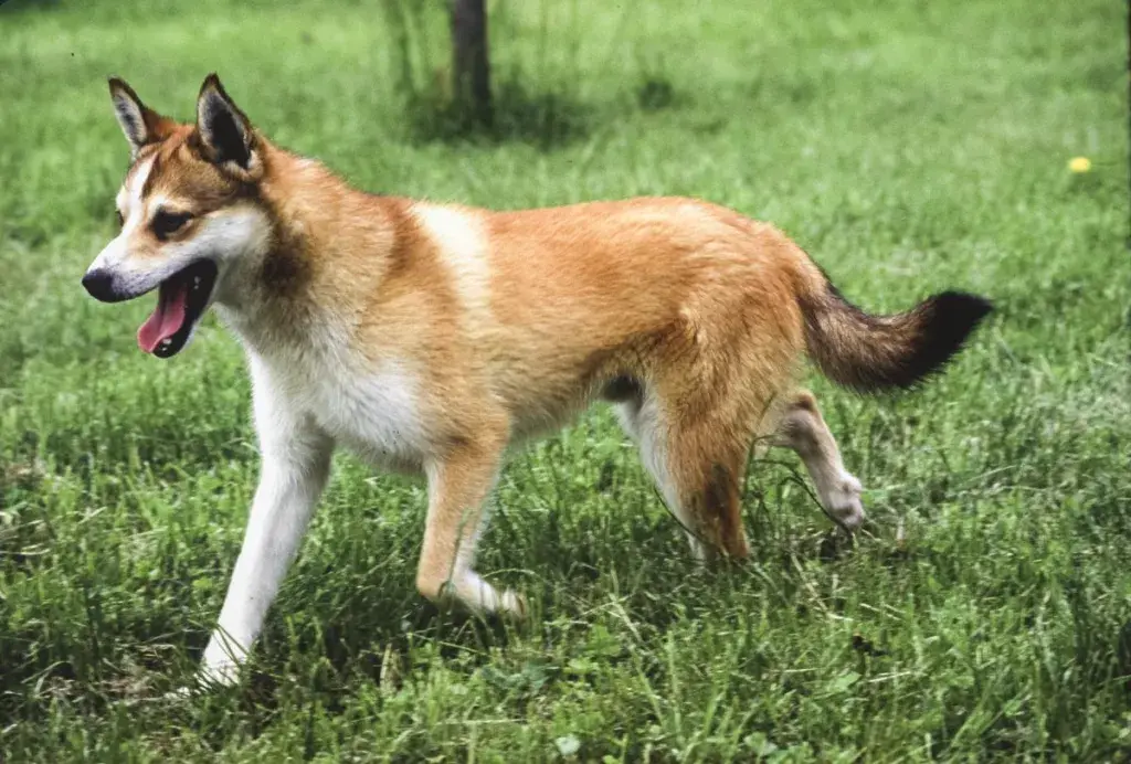 Norra lundehund rohus