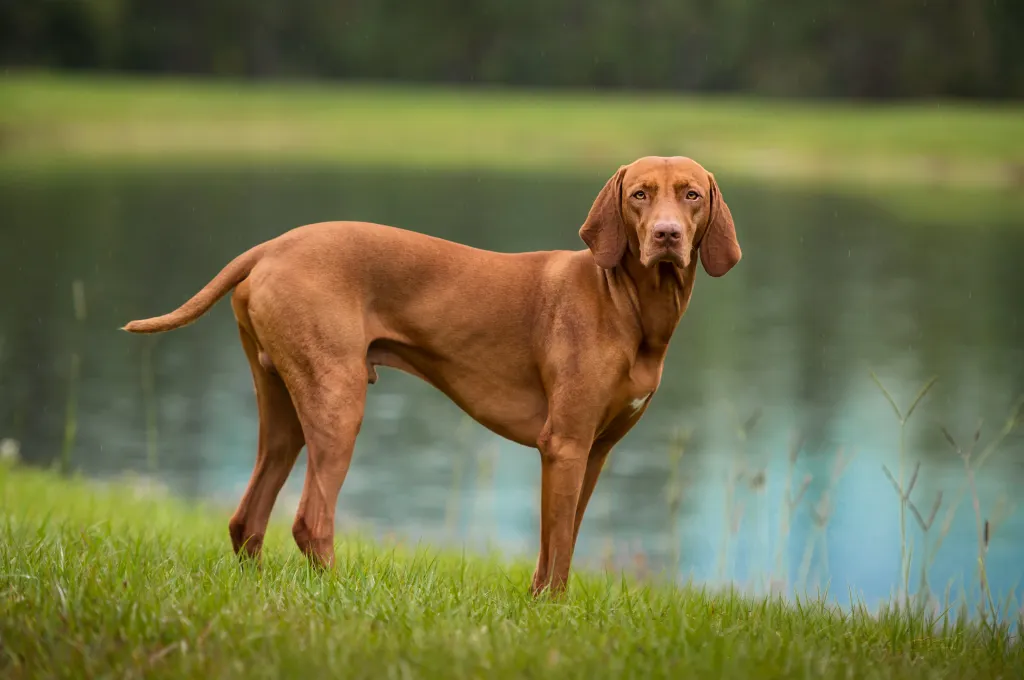 Vizsla seisab järve serval.