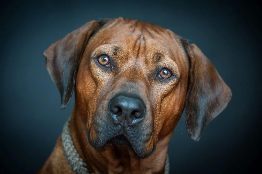 Rodeesia ridgeback vaatab kaamerasse