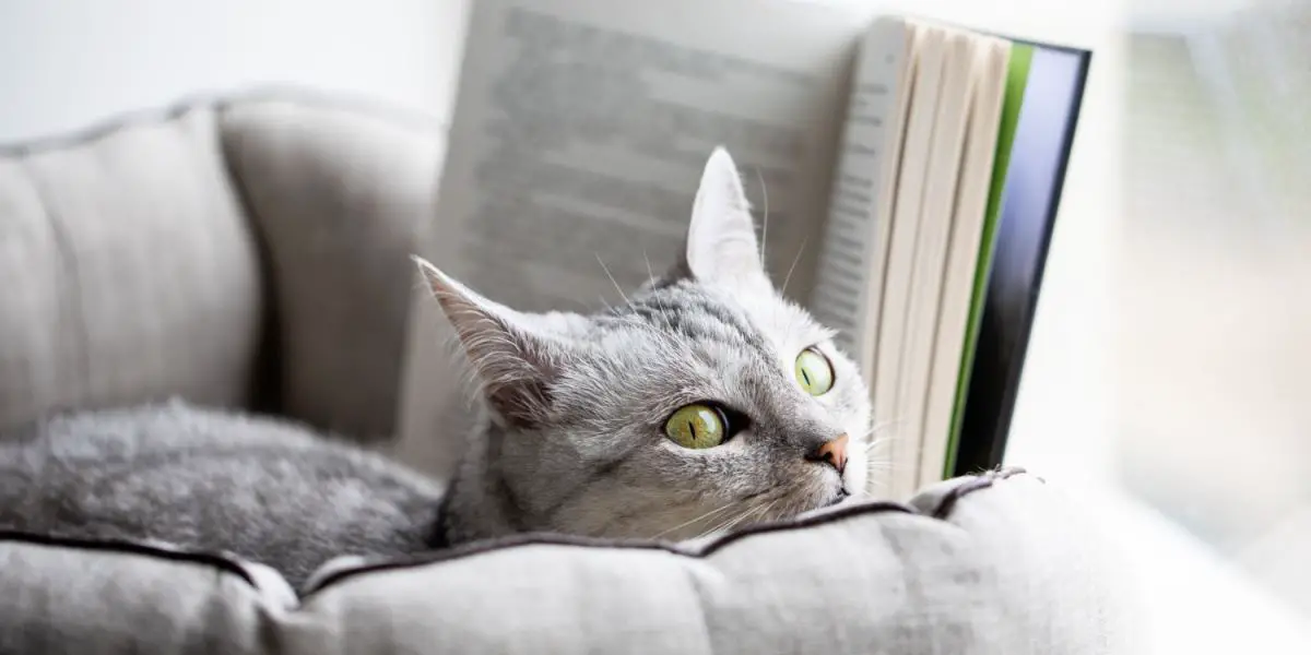 Hall kass loeb raamatut