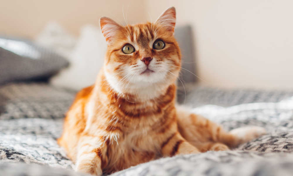 Sõdalaste kasside nimed: Oranž kass, kes lõõgastub voodil