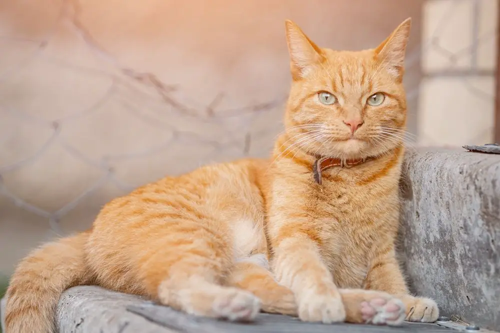 Parimad animekasside nimed: punase nahkkraega lõõgastav oranž kass hoiab territooriumil silma peal