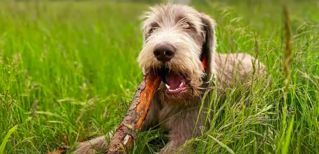 Slovakkia Wirehaired Pointer närimispulk