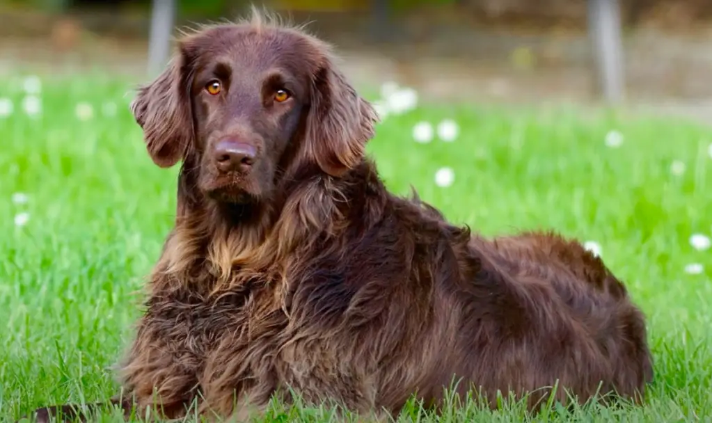 Saksa pikakarvaline pointer