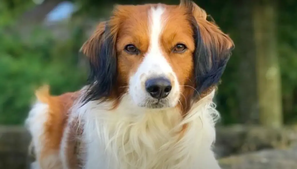 Kooikerhondje portree