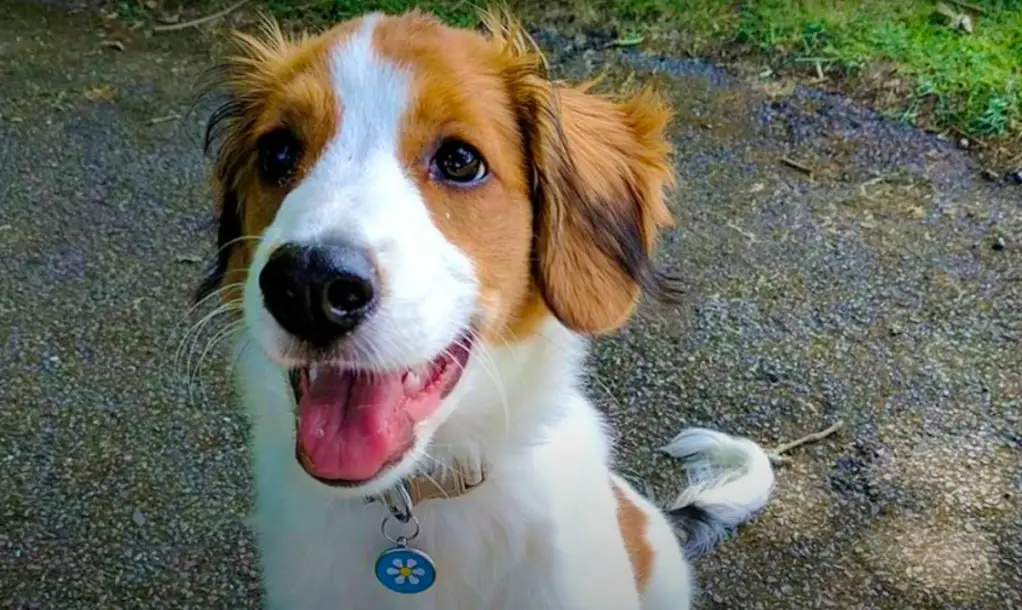 Kooikerhondje kutsikas