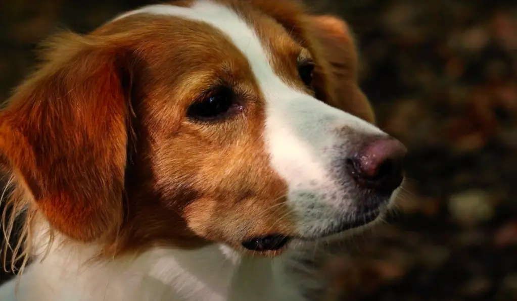 Kooikerhondje istub