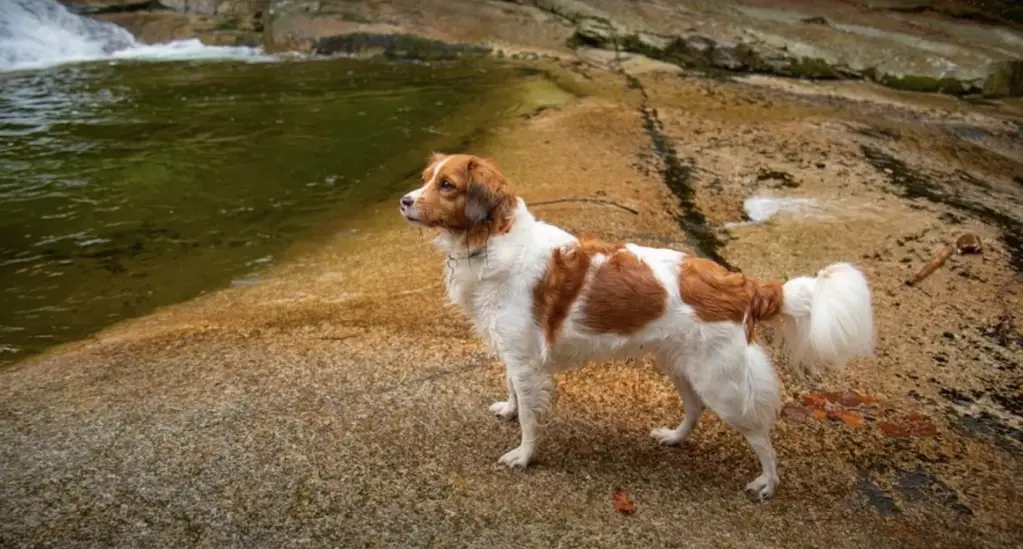 Kooikerhondje seisab valvel