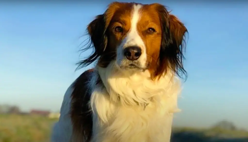 Kooikerhondje seisab